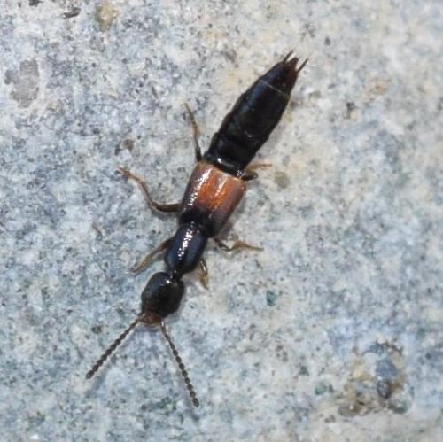 Réf. 278 033 : Neobisnius sp.